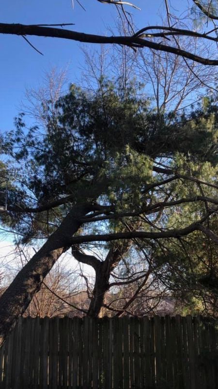 Tree Trimming & Shaping