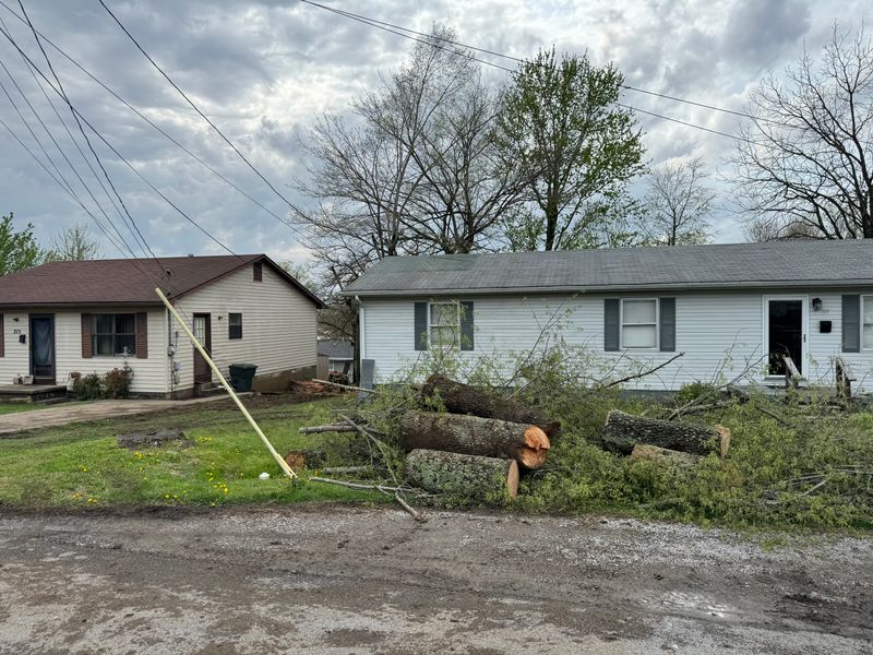 Tree Removal