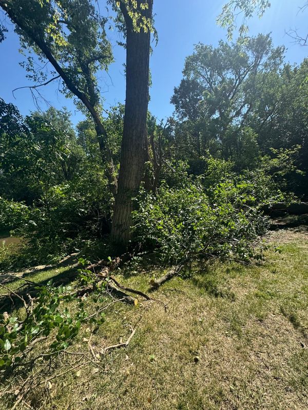 Tree Trimming