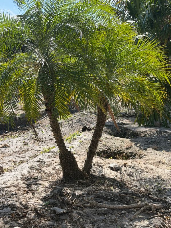 Tree Planting