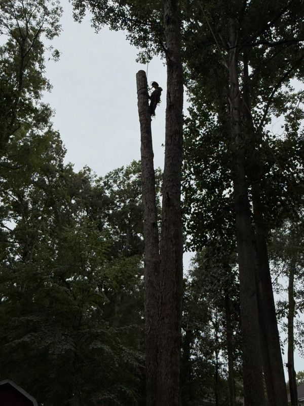Tree Trimming