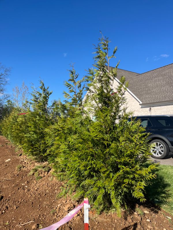 Tree Wholesaling