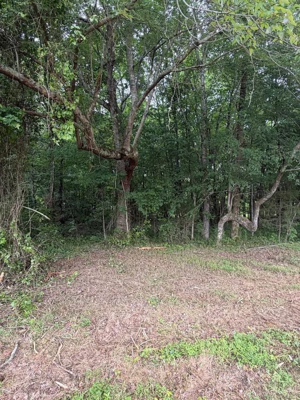Brush Clearing