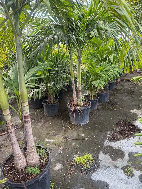 Tree Planting