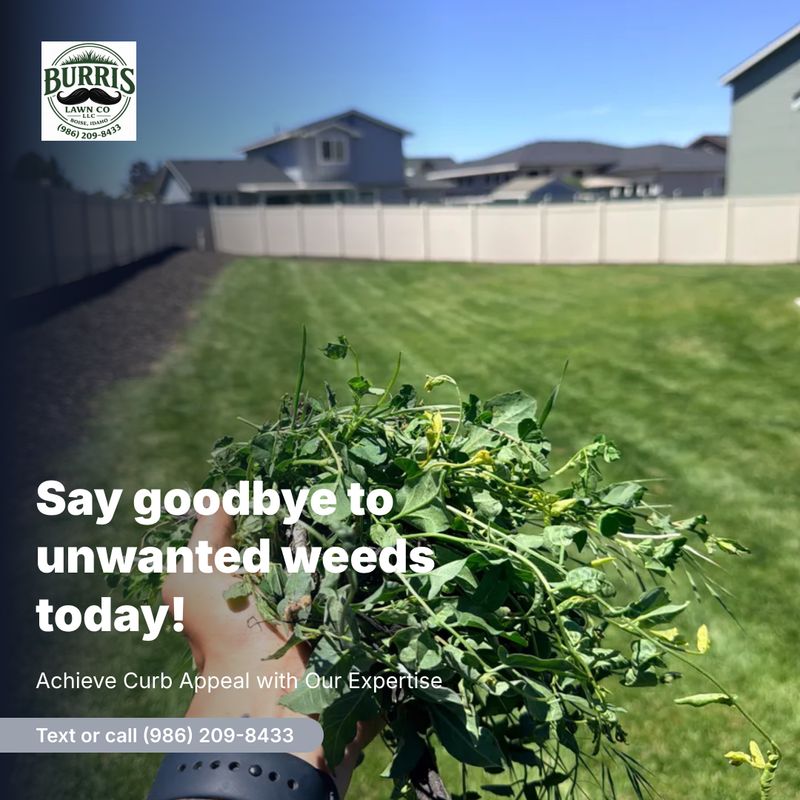 Lawn Mowing and Maintenance