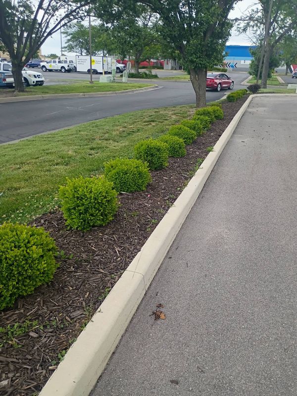Tree & Shrub Care