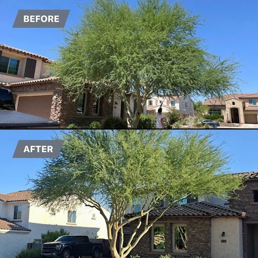 Tree & Shrub Care