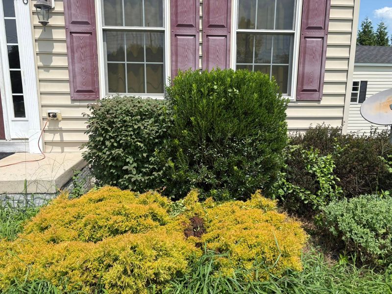 Tree & Shrub Care