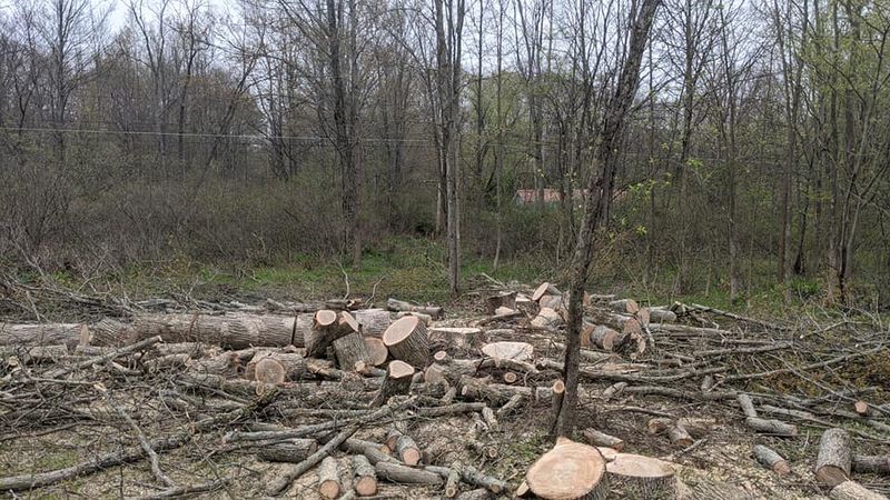 Tree Removal gallery