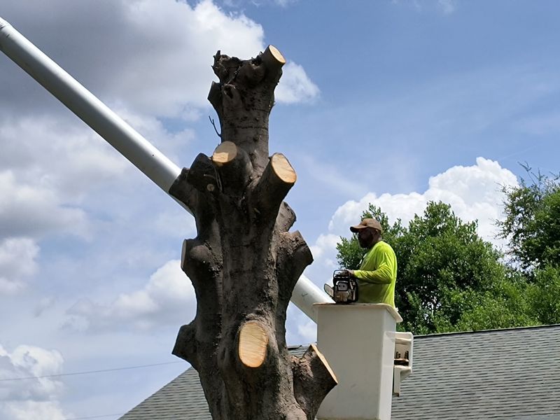 Tree Trimming