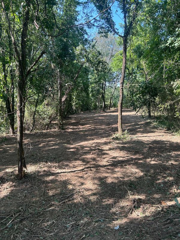 Forestry Mulching