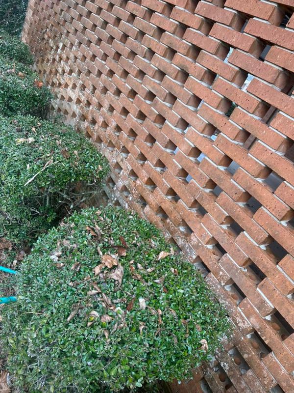 Shrub Removal
