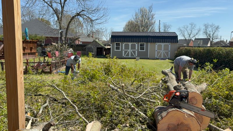 Tree Removal