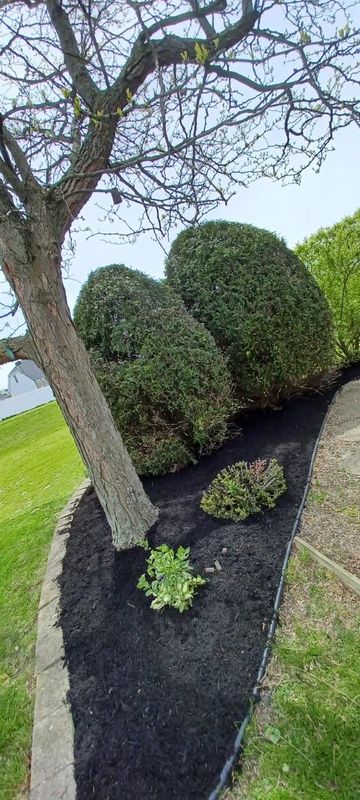 Shrub & Plant Installation Photos