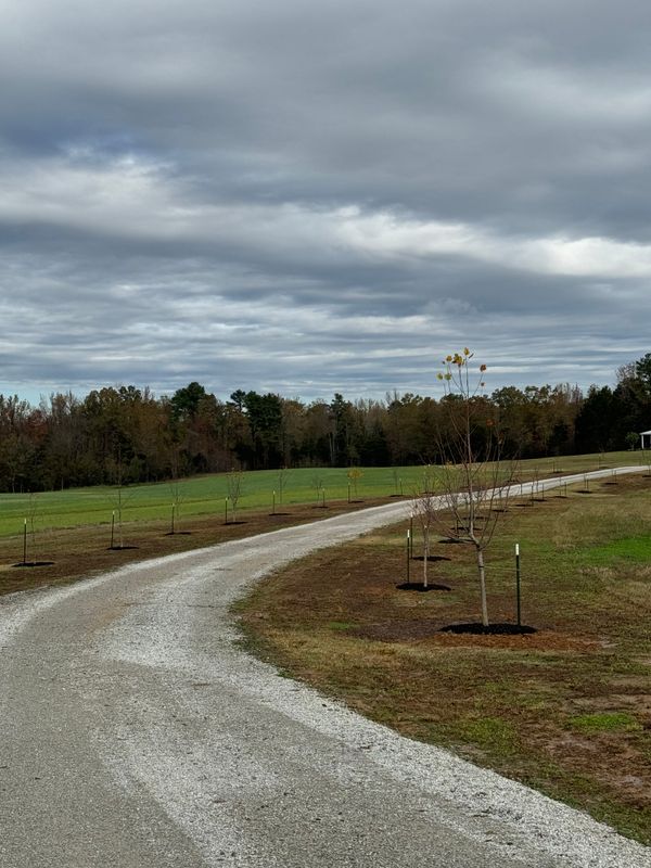 Landscape Design and Installation