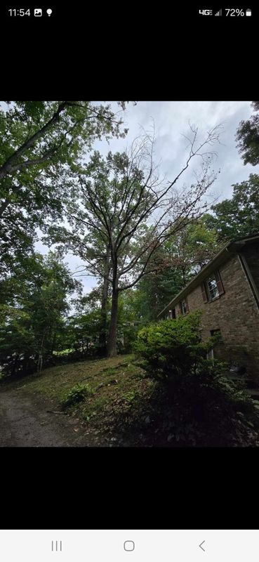 Tree Removal