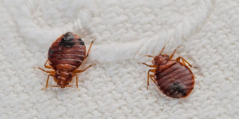 Tick Control