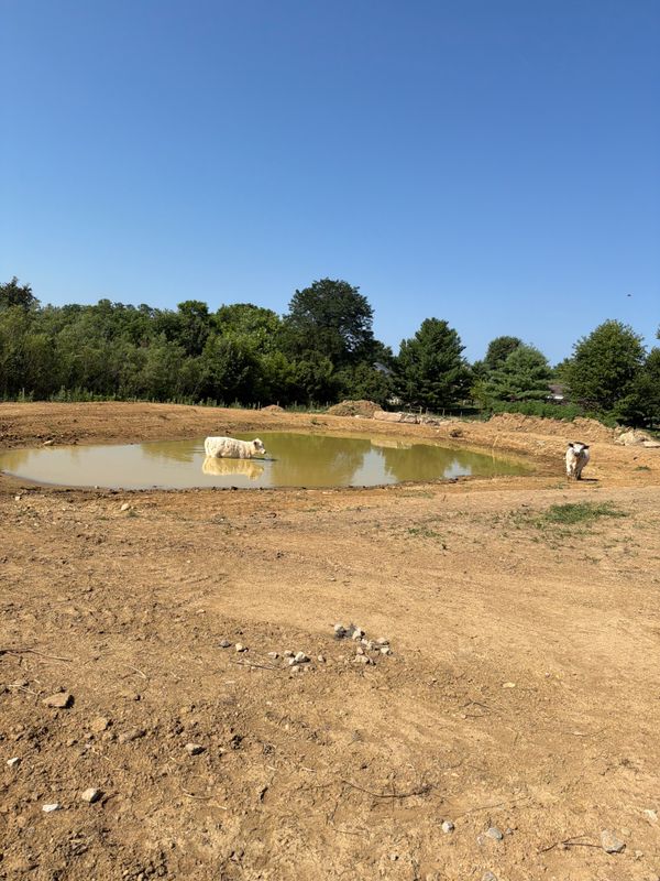 Pond Building and Maintenance
