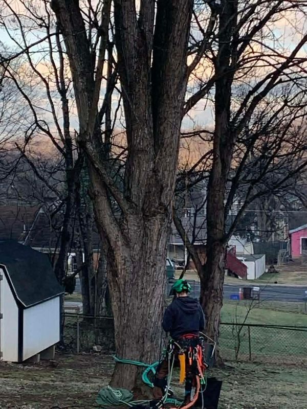 Tree Removal gallery