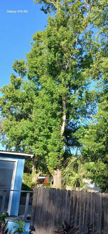 Tree Services