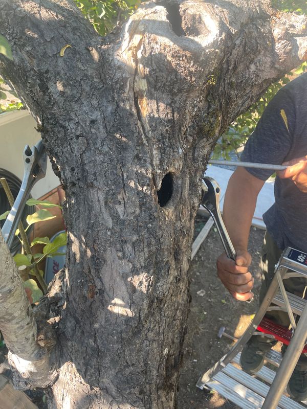 Tree Health and Maintenance