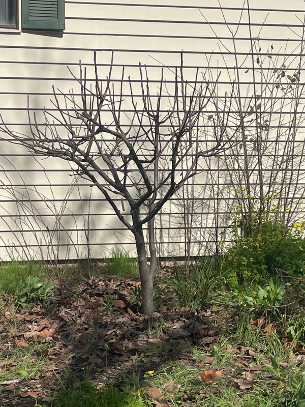Tree Health and Maintenance