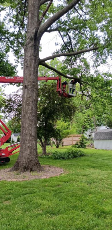 Tree Trimming