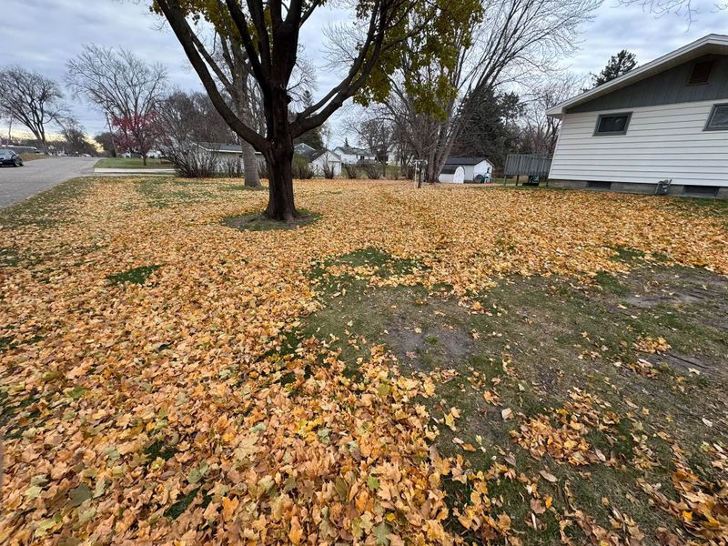 Tree Removal
