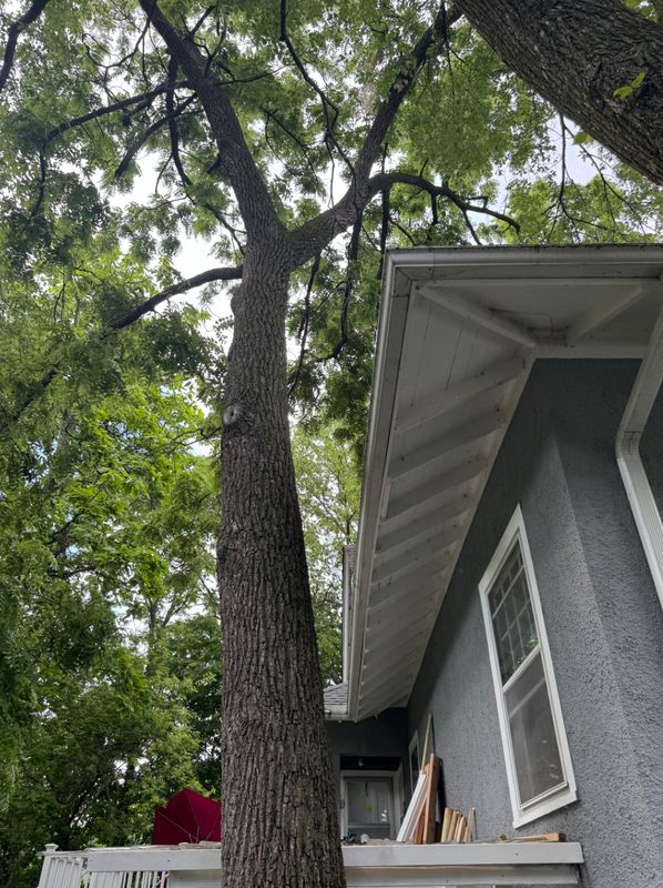 Tree Removal