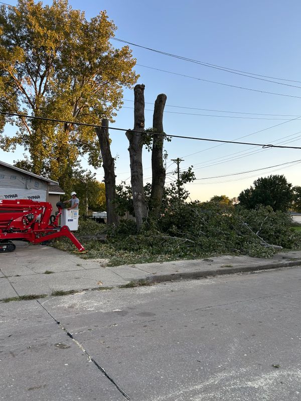 Tree Removal