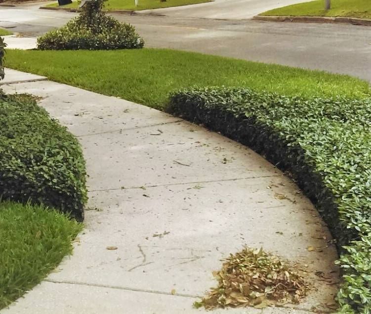 Shrub Trimming