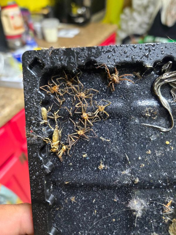 Pest Control