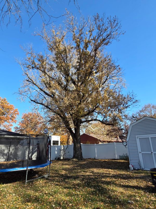 Tree Trimming