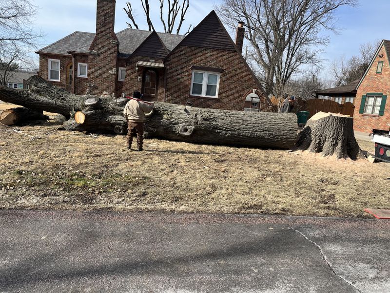 Tree Removal