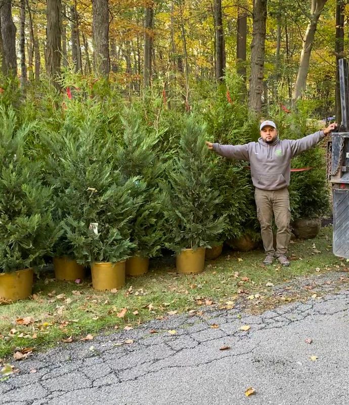 Shrub Trimming