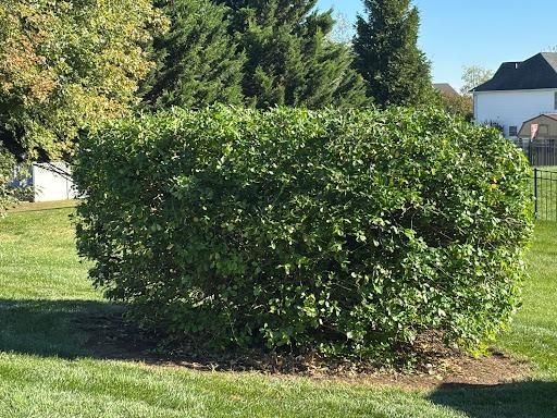Tree & Shrub Care