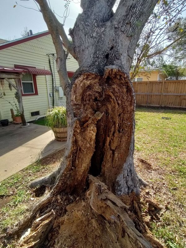 Tree Services