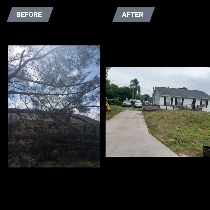 Tree Removal
