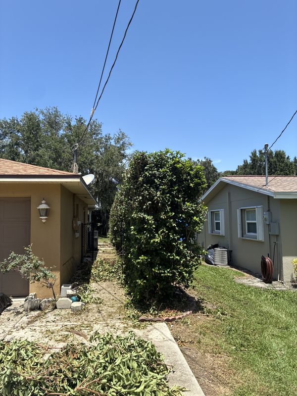Tree and Hedge Care