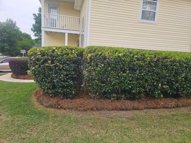 Shrub Trimming