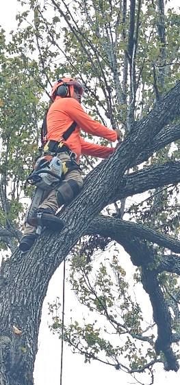 Houston Elm Expertise: Precision Tree Removal & Eco-friendly Stump Grinding by Servin's Tree Care