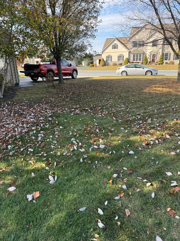 Seasonal Clean Up