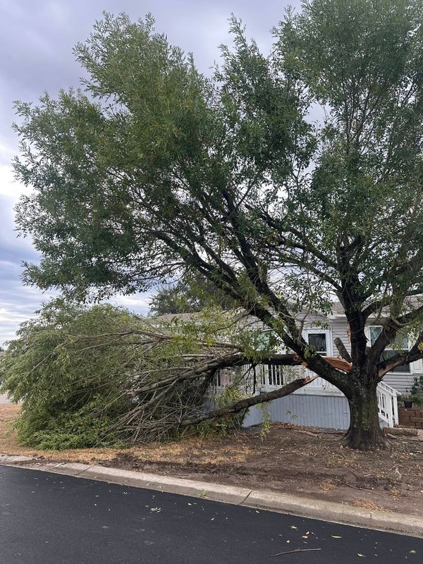 Tree Service