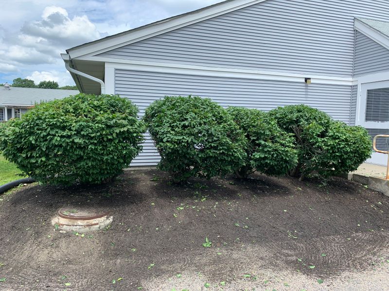 Hedge Trimming