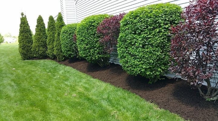 Shrub Trimming & Pruning
