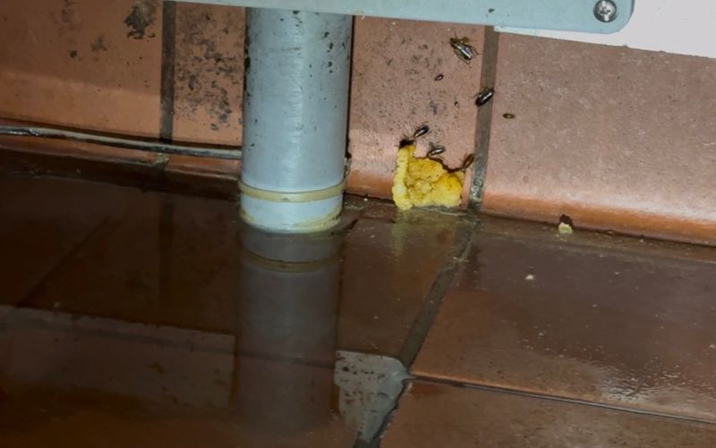 Commercial Pest Control 