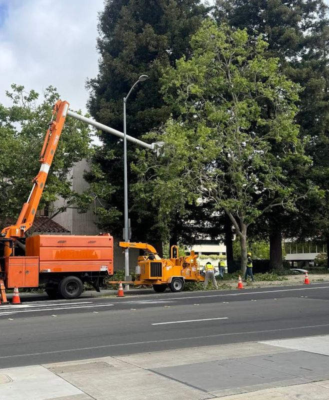 Tree Services