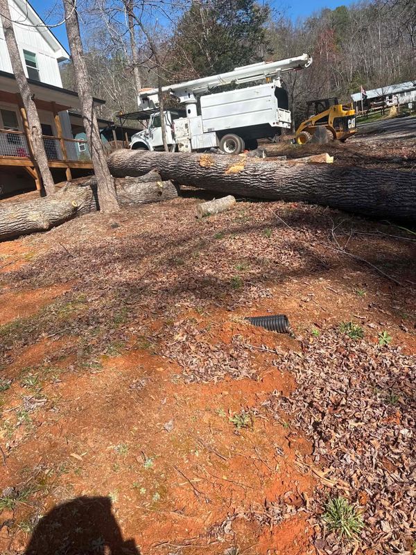 Tree Removal
