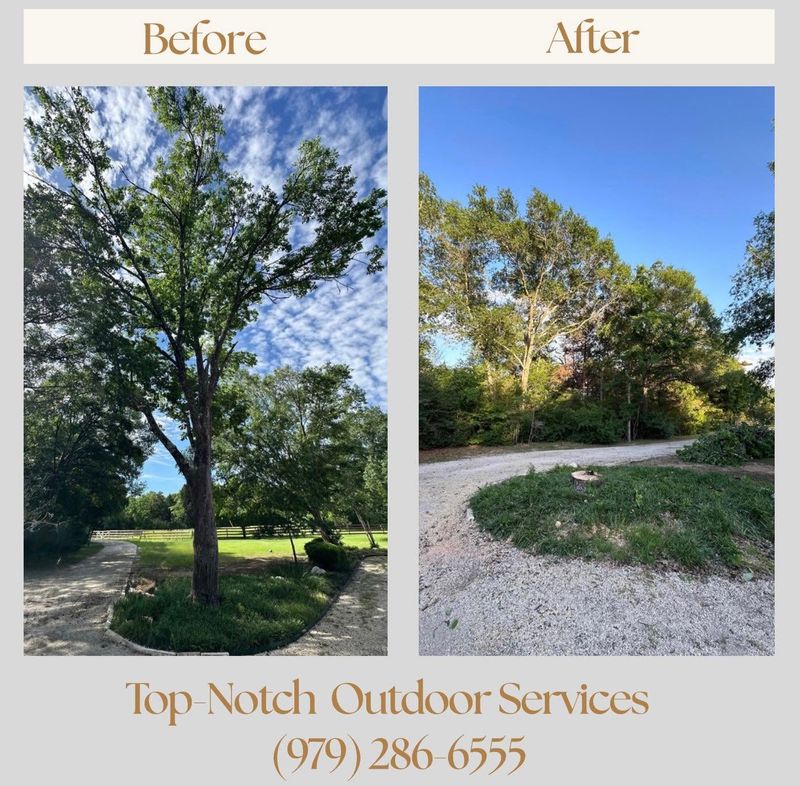 Tree and Shrub Care