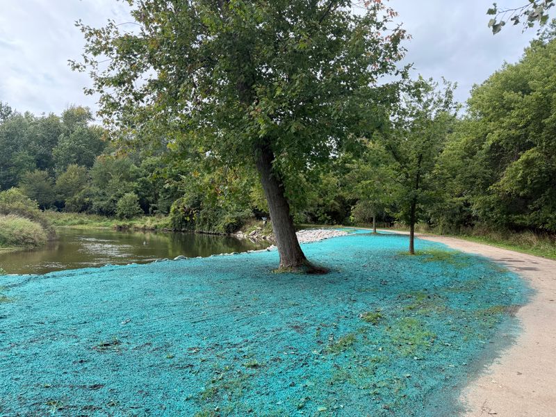 Hydroseeding